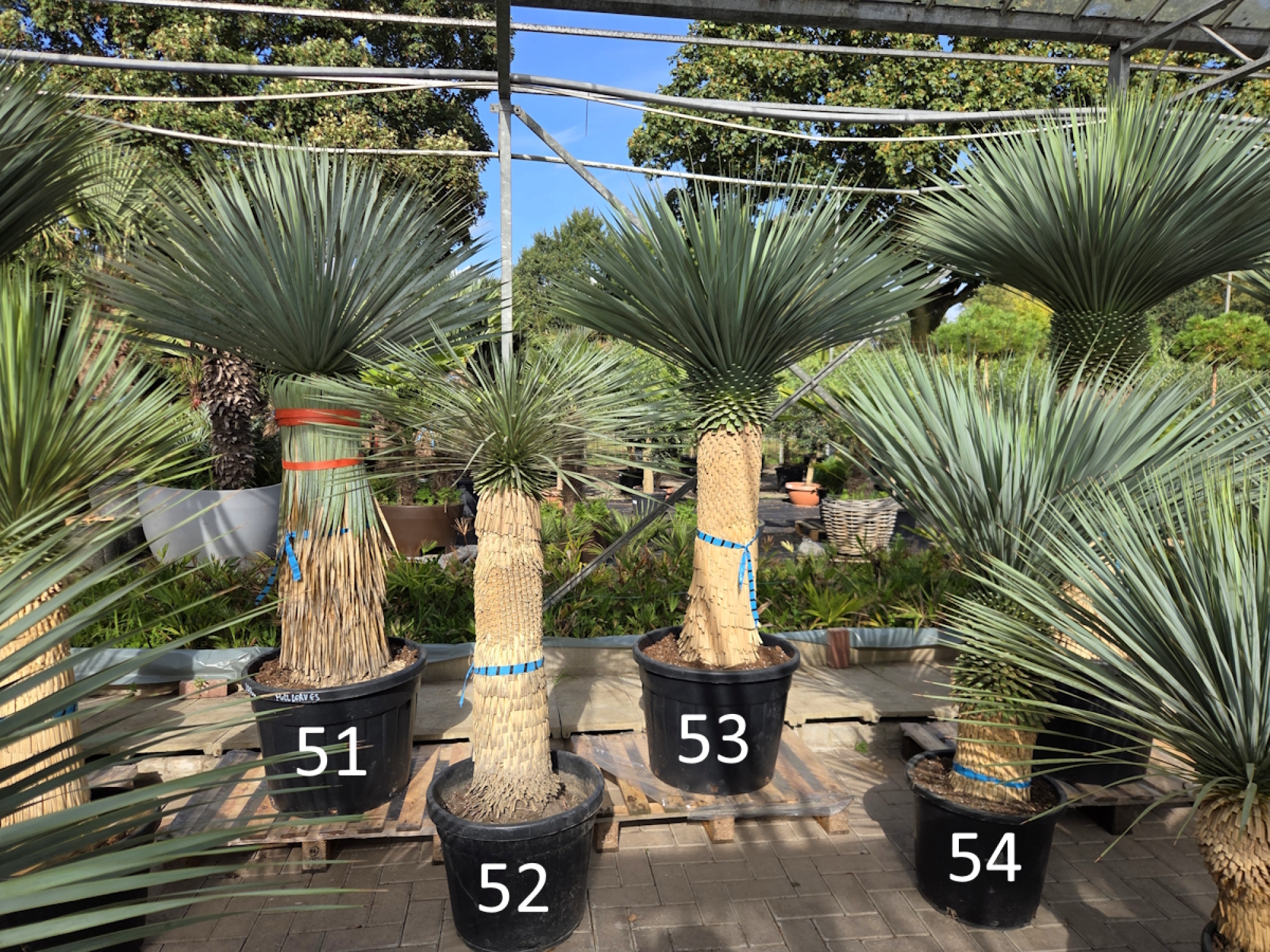 Yucca-Rostrata-Nr-53
